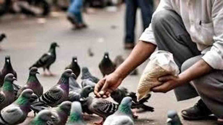 Bombay High Court BMC allows feed pigeons for 2 hours at 4 locations