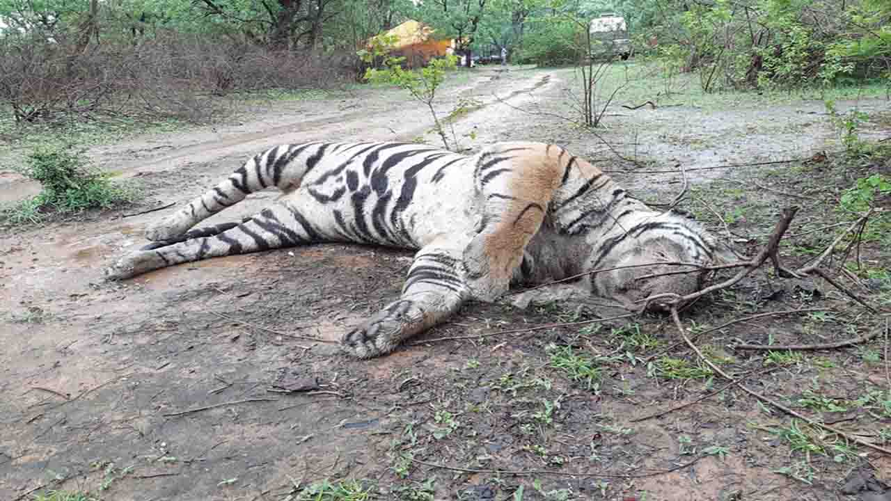 Highest Tiger Deaths: At least 55 tigers have died in the state in 2025, with many falling victim to illegal electric fences meant to protect crops.