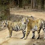 MP Tiger Population Nears 1000: Are Forests Running Out of Space for Big Cats?