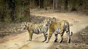 MP Tiger Population Nears 1000: Are Forests Running Out of Space for Big Cats?