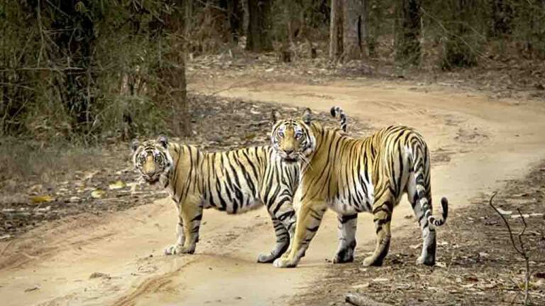 MP Tiger Population Nears 1000: Are Forests Running Out of Space for Big Cats?