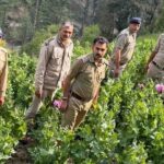 Opium Worth Crores Destroyed in Mandi: Police Raid Remote Village, Over 5,900 Plants Seized in Massive NDPS Crackdown