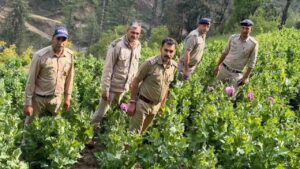 Opium Worth Crores Destroyed in Mandi: Police Raid Remote Village, Over 5,900 Plants Seized in Massive NDPS Crackdown