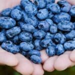 Himachal Pradesh Farmers Find Sweet Success with High-Yield Blueberry Cultivation Trial