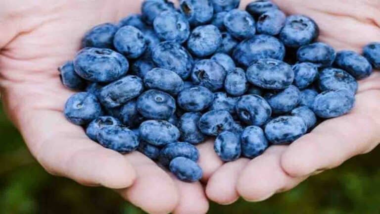 Himachal Pradesh Farmers Find Sweet Success with High-Yield Blueberry Cultivation Trial