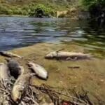 Sewage Leak From Industrial Area Suspected in Mandi Fish Deaths; Pollution Board Issues Notice