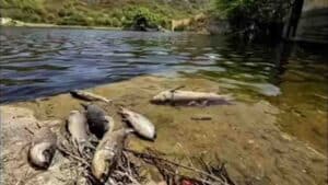 Sewage Leak From Industrial Area Suspected in Mandi Fish Deaths; Pollution Board Issues Notice