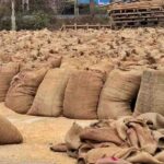 Good news for Himachal farmers! Paddy MSP raised, plus payment directly in accounts within 48 hours of sale.