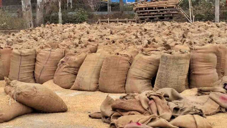 Good news for Himachal farmers! Paddy MSP raised, plus payment directly in accounts within 48 hours of sale.