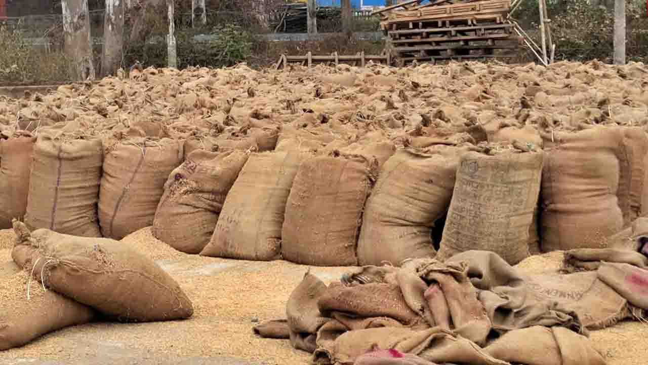 Good news for Himachal farmers! Paddy MSP raised, plus payment directly in accounts within 48 hours of sale.