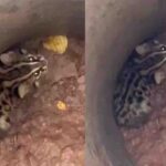 1-Month-Old Leopard Cub Rescued from Deep Hole in Sirmour