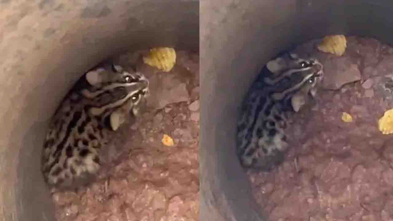 1-Month-Old Leopard Cub Rescued from Deep Hole in Sirmour