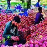 Himachal to Procure Grade-C Apples at ₹12/kg Without Any Quantity Limit