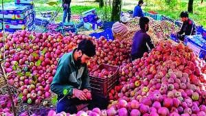Himachal to Procure Grade-C Apples at ₹12/kg Without Any Quantity Limit