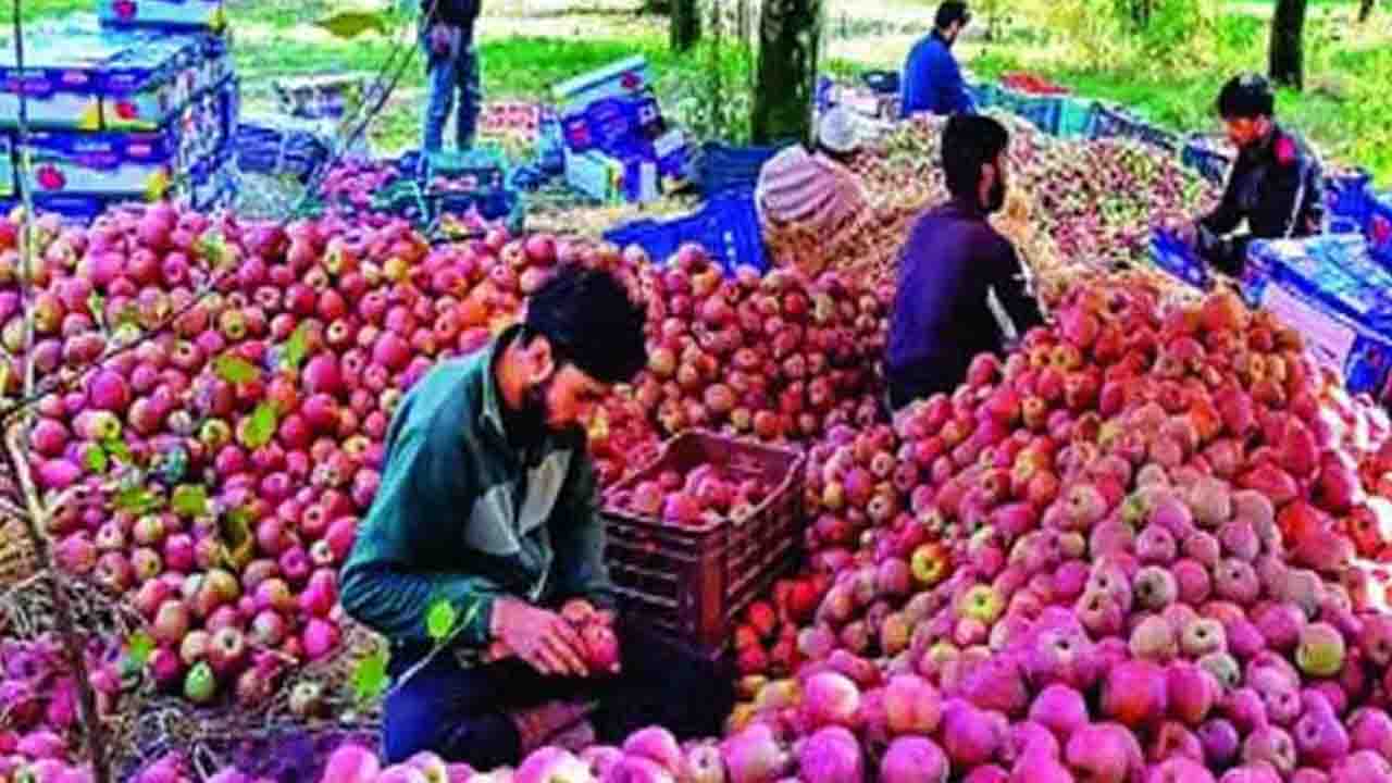 Himachal to Procure Grade-C Apples at ₹12/kg Without Any Quantity Limit