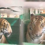 Royal Bengal Tiger Pair Arrives at Shri Renukaji Mini Zoo After 12-Year Wait