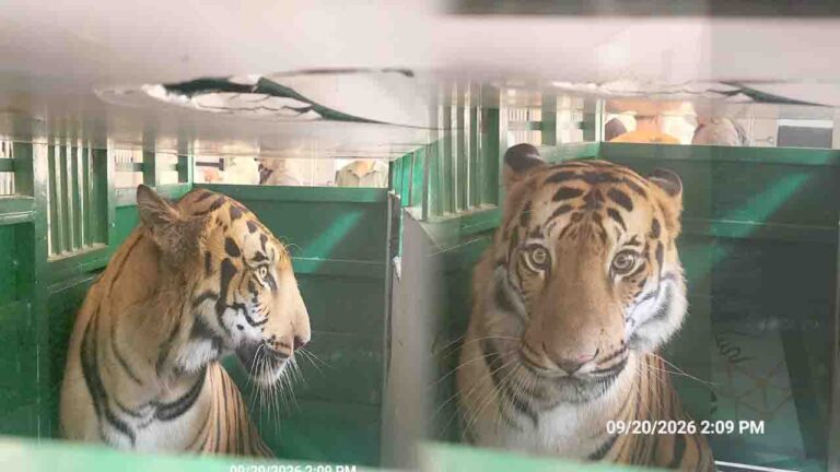 Royal Bengal Tigers Arrive at Renukaji Zoo After 41-Hour Journey Under Tight Security