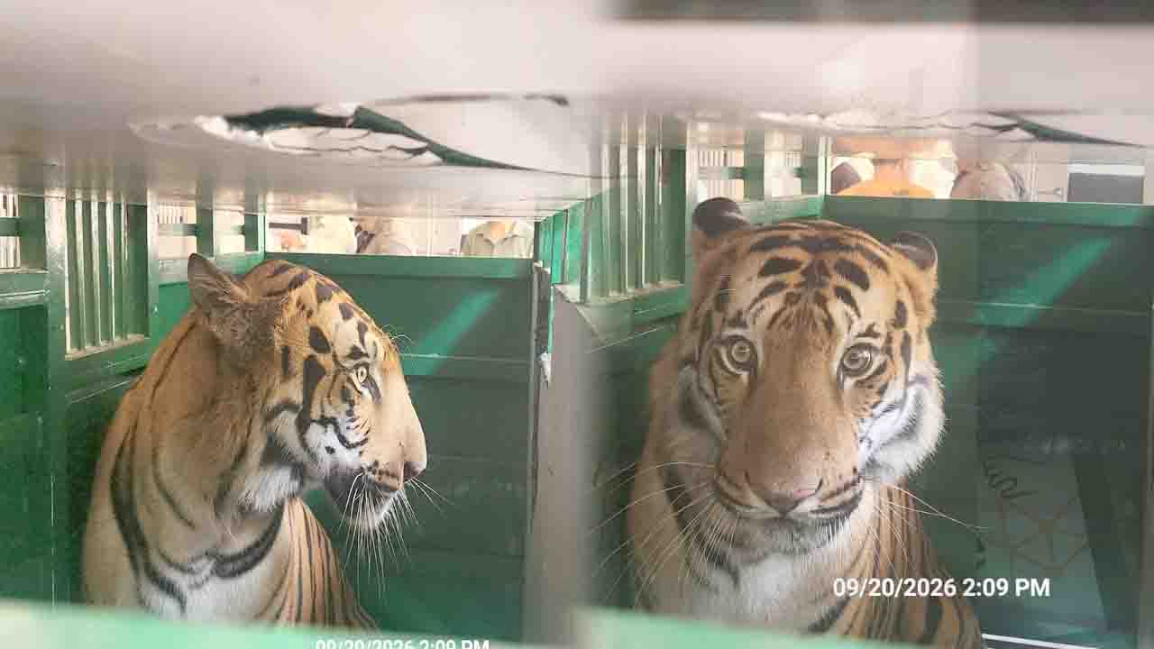 Royal Bengal Tigers Arrive at Renukaji Zoo After 41-Hour Journey Under Tight Security