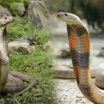 Caspian Cobra Bites Claim 2 Lives in Chamba; First Cases Recorded in India