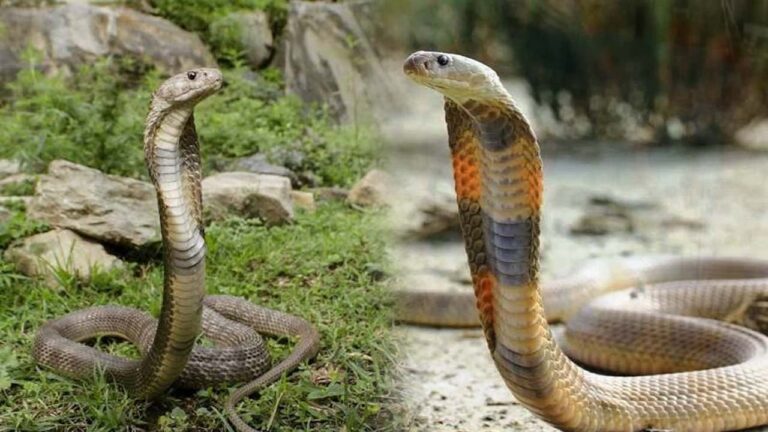 Caspian Cobra Bites Claim 2 Lives in Chamba; First Cases Recorded in India