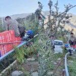 Himachal Apple Grower Installs Monorail in Shimla Orchard to Beat Labour Shortage