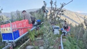Himachal Apple Grower Installs Monorail in Shimla Orchard to Beat Labour Shortage