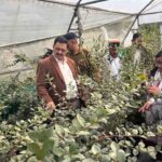 Solan Expands Blueberry Farming Under Protected Cultivation