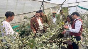 Solan Expands Blueberry Farming Under Protected Cultivation