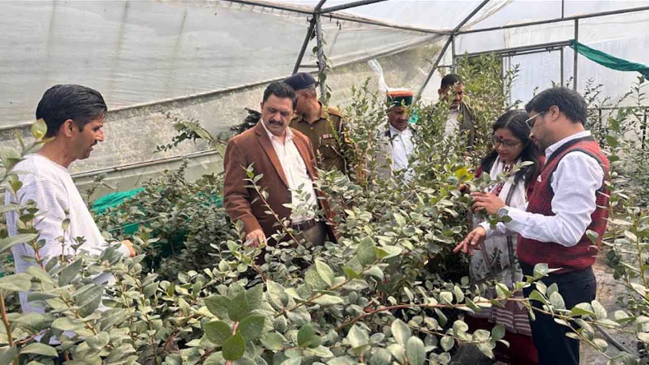 Solan Expands Blueberry Farming Under Protected Cultivation