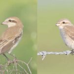 Rare Migratory Shrikes Recorded for the First Time in Himachal at Pong Lake