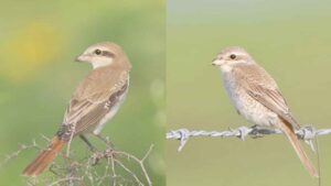 Red-tailed and Red-backed Shrikes photographed at Pong Lake Nagrota Surian Himachal Pradesh