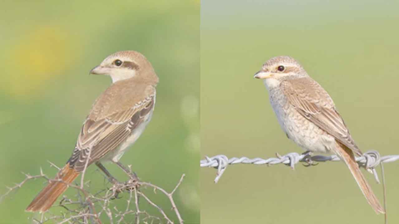 Red-tailed and Red-backed Shrikes photographed at Pong Lake Nagrota Surian Himachal Pradesh